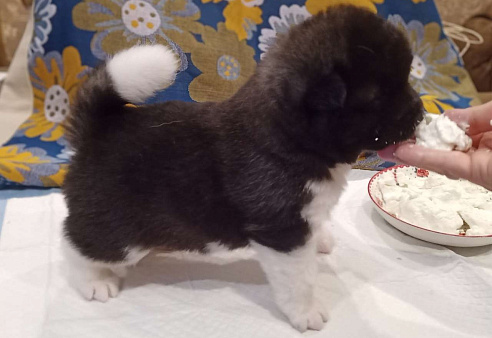 Супер-щенок кобель, чёрный серебристый с ярким кантом