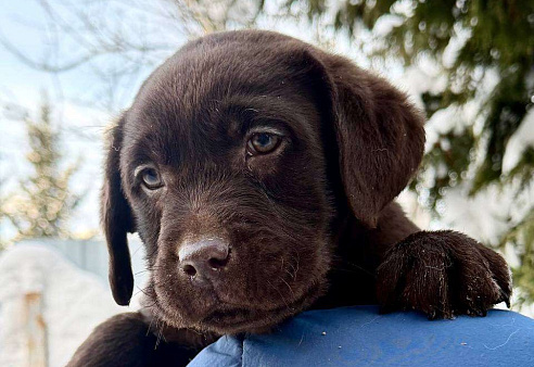 Щенки лабрадора 