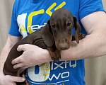 Собаки в Перми: Кофейный Мальчик 2  Мальчик, 50 000 руб. - фото 2