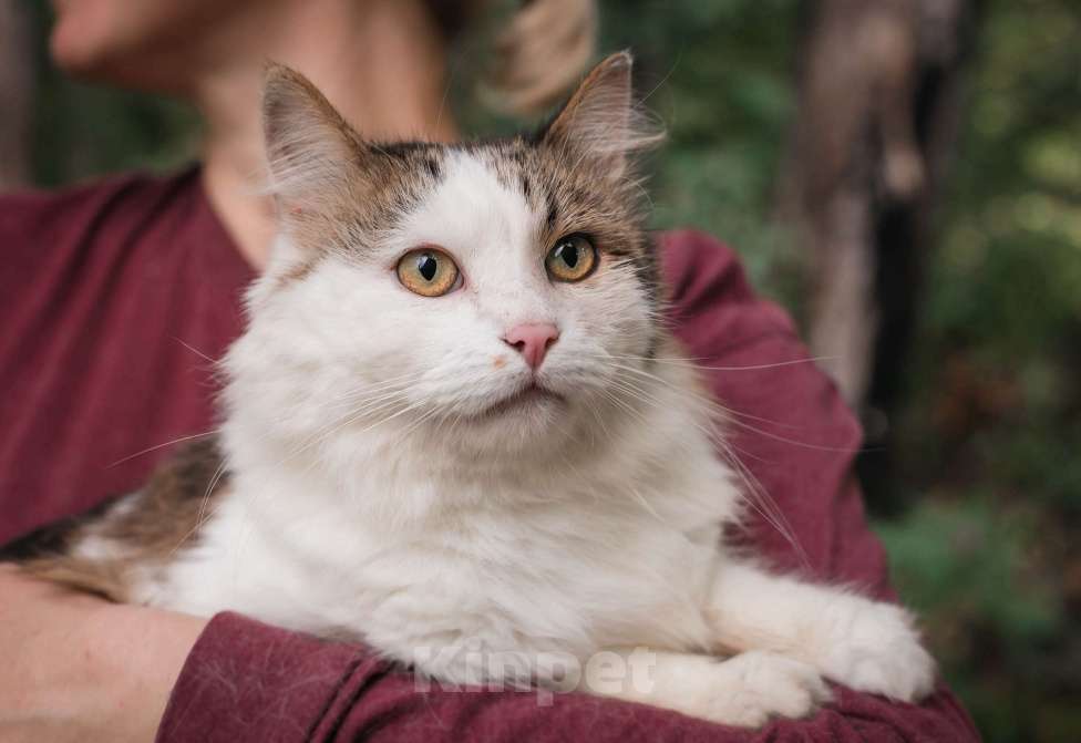 Кошки в Пушкино: Котик Вилли ищет дом! Мальчик, 1 руб. - фото 1