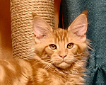 Кошки в Санкт-Петербурге: Очаровательный рыжик Енисей Мальчик, 30 000 руб. - фото 1