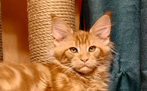 Очаровательный харизматичный рыжик