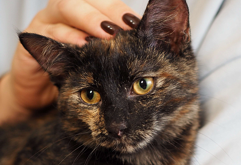 Ласковая и веселая малышка в добрые руки 