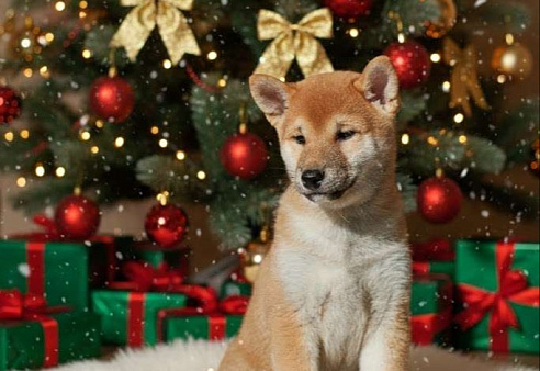 Сиба-ину, девочка, РКФ 