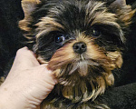 Собаки в Москве: Мини девочка йорка  Девочка, 130 000 руб. - фото 4