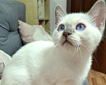Кошки в Санкт-Петербурге: Тайская кошечка Девочка, 70 000 руб. - фото 1