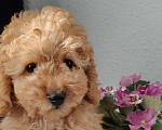Собаки в Мытищах: Миниатюрный пудель Абель Девочка, 90 000 руб. - фото 3