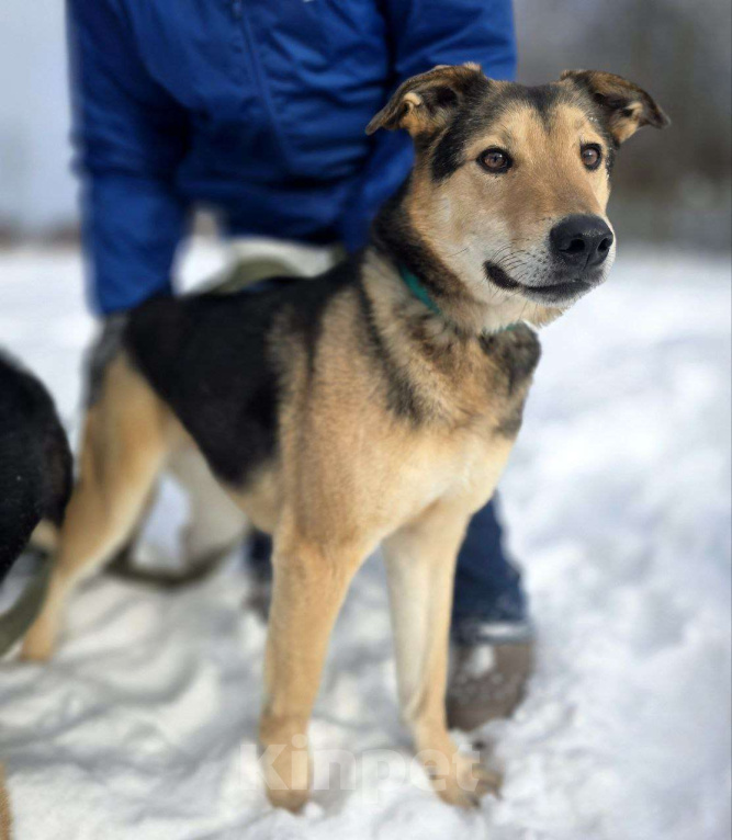 Собаки в Королеве: Марк - нежный мальчик Мальчик, Бесплатно - фото 7