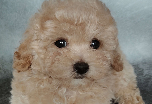 Пушон Оскар