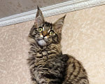 Кошки в Москве: Котята Мейн-Кун из питомника Девочка Девочка, 37 000 руб. - фото 6