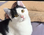 Кошки в Москве: Котёнок Смурфик ищет семью! Мальчик, Бесплатно - фото 2