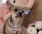 Собаки в Москве: девочка чихуахуа гш крупный стандарт Девочка, 60 000 руб. - фото 5