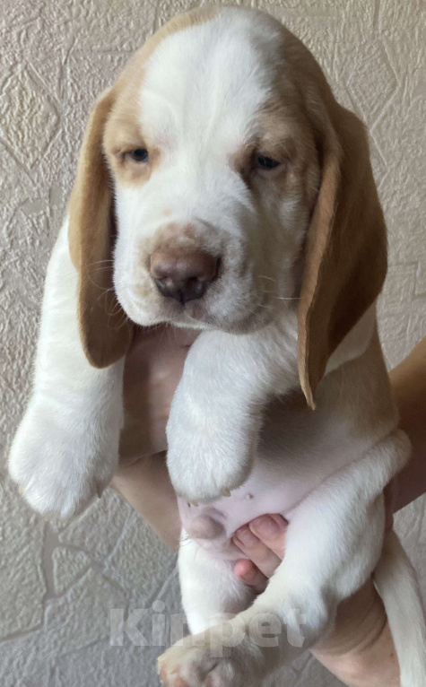 Собаки в Севастополе: Бигель Мальчик, 60 000 руб. - фото 3