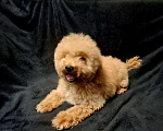 Собаки в Москве: Щенок той пудель девочка Девочка, 45 000 руб. - фото 1