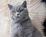 Кошки в Москве: Голубой британский кот. Крупный. Мальчик, 60 000 руб. - фото 4