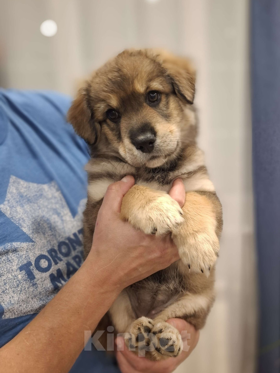 Собаки в других городах Московской области: Щенки метиса бордер-колли и бельгийской овчарки Девочка, 1 000 руб. - фото 3