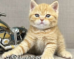 Кошки в Люберцах: Британский котенок Мальчик, 45 000 руб. - фото 5