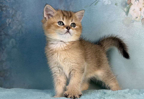 Прямоухая шотландская девочка золотая шиншилла