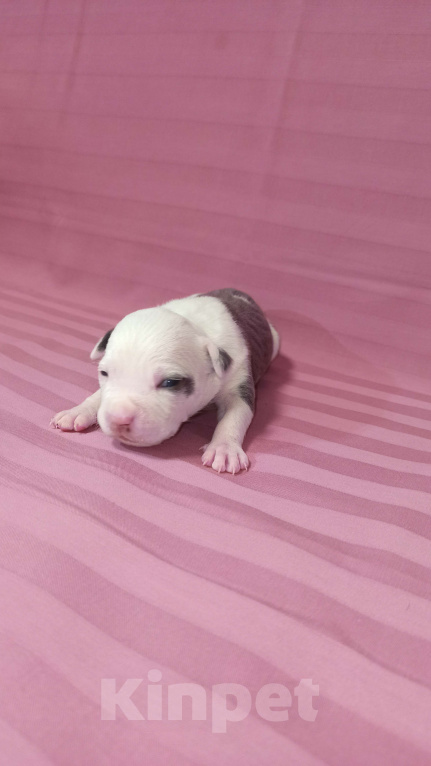 Собаки в Санкт-Петербурге: Девочки доступны к раннему бронированию Девочка, Бесплатно - фото 1