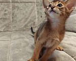 Кошки в Мытищах: Абиссинские котята в домашние любимцы Мальчик 2 Мальчик, 45 000 руб. - фото 2