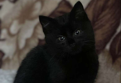 Трехмесячные котята в добрые руки