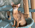 Кошки в Краснодаре: Абиссинский котик Мальчик, 25 000 руб. - фото 5