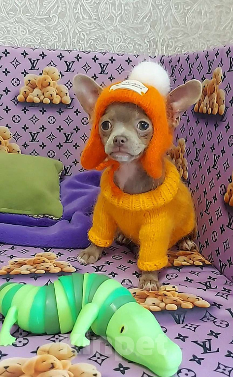 Собаки в Новосибирске: Девочка Чихуахуа Девочка, Бесплатно - фото 3