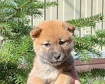 Собаки в Краснодаре: Щенки сиба из питомника Мальчик, 15 000 руб. - фото 5