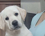 Собаки в Москве: Лабрадора щенок  Мальчик, Бесплатно - фото 3