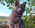 Кошки в Санкт-Петербурге: Красивая пушистая кошечка-подросток Девочка, Бесплатно - фото 2