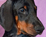 Собаки в Санкт-Петербурге: Щенок добермана Анжу Мальчик, 70 000 руб. - фото 4