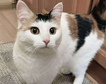 Кошки в Дмитрове: Кошечка с "чёлкой" ищет дом Девочка, Бесплатно - фото 6