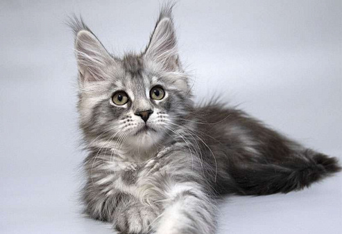 Мейн кун котенок