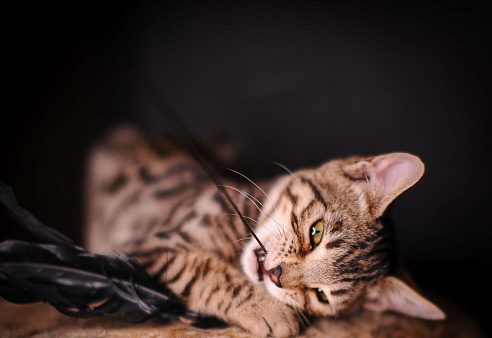 Бенгальский котенок смешной и умный