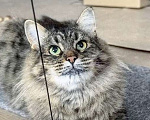 Кошки в Москве: Ласковая кошечка Анфиса ищет семью Девочка, Бесплатно - фото 2