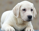 Собаки в других городах Московской области: Палевые щенки Лабрадора от Чемпиона Мира Мальчик, 90 000 руб. - фото 9