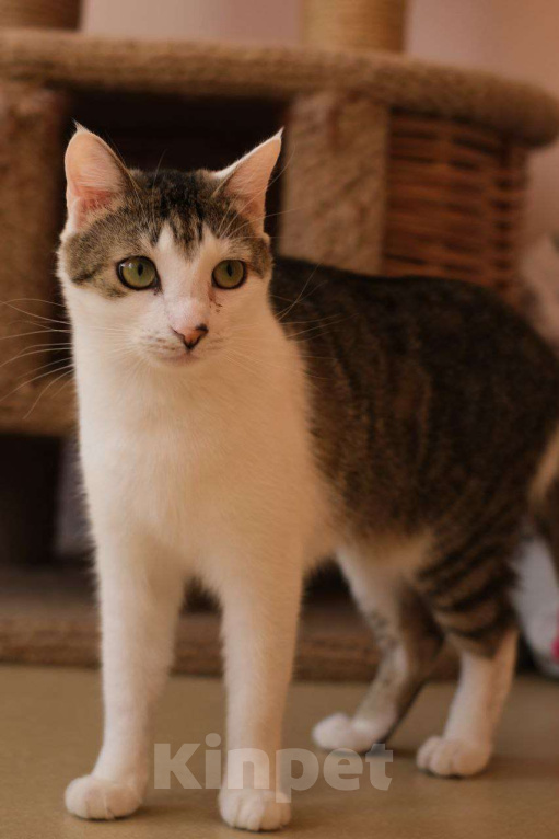 Кошки в Санкт-Петербурге: Кошка ищет дом Девочка, Бесплатно - фото 4