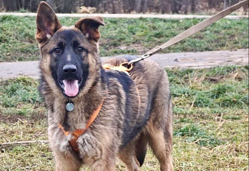 Щенок Лео ищет дом