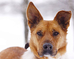 Собаки в Москве: Солнечная Ириска 2,5 года в добрые руки Девочка, Бесплатно - фото 4