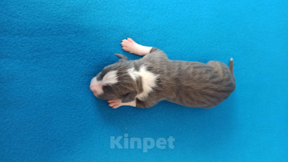 Собаки в Санкт-Петербурге: Кобель 2 Мальчик, Бесплатно - фото 4