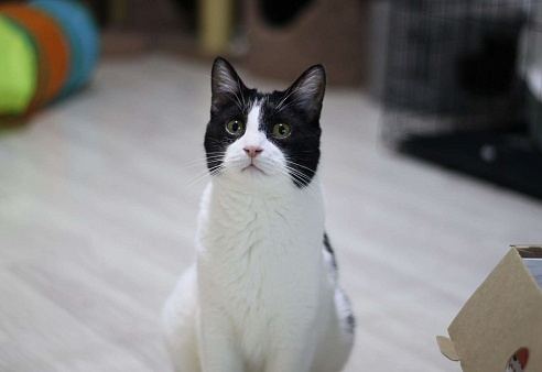 Очаровательный кот Бонифаций