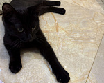 Кошки в Москве: Отдам черного котенка в добрые руки Мальчик, Бесплатно - фото 1