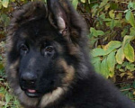 Собаки в Санкт-Петербурге: Щенок длинношерстной немецкой овчарки Мальчик, 60 000 руб. - фото 2