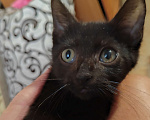 Кошки в Санкт-Петербурге: Уголёк на счастье! Мальчик, Бесплатно - фото 3