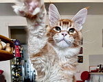 Кошки в Одинцово: Орест Мальчик, 40 000 руб. - фото 1