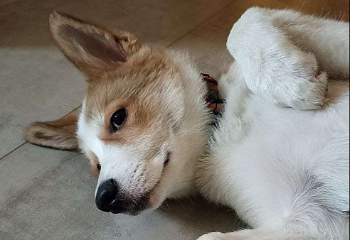 Малыш Ангел в добрые руки 