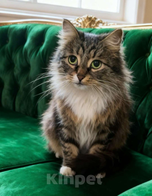 Кошки в Москве: Пушистая кошка в добрые руки Девочка, Бесплатно - фото 1