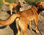 Собаки в Балашихе: Солнечный рыжий пёс Патат 3,5 года из приюта Мальчик, Бесплатно - фото 8
