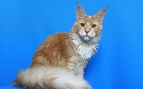 Мейн-Кун полидакт Девочка из питомника