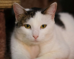 Кошки в Санкт-Петербурге: Кошка ищет дом Девочка, Бесплатно - фото 1